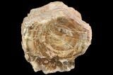 Petrified Wood (Araucaria) Limb Section - Madagascar #126382-1